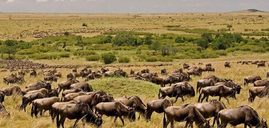 4 Days Masai Mara & Lake Nakuru Lodge Safari