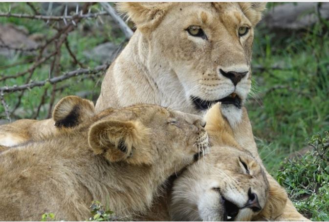 4 Days Masai Mara Game Reserve Luxury Lodge Safari Adventure