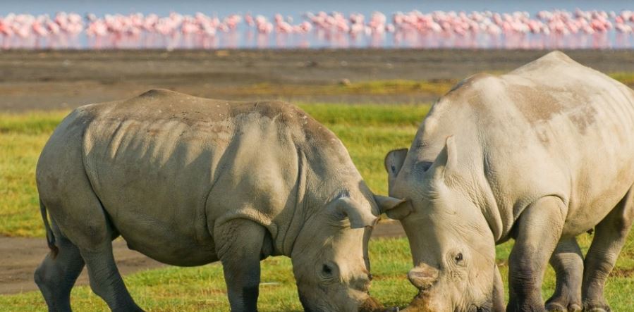 7 Days Masai Mara, Lake Naivasha, Nakuru & Amboseli Camping