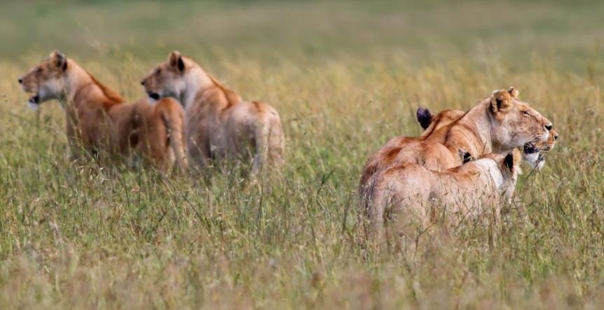 6 Days Amboseli, Lake Nakuru & Masai Mara Camping Safari