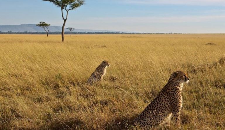 5 Days Masai Mara & Lake Nakuru Budget Camping Safari