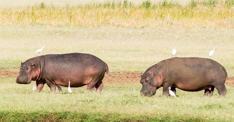 5 Days / 4 Nights Tarangire, Lake Manyara And Ngorongoro Crater