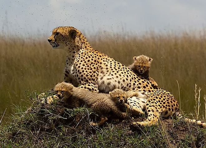3-Day Maasi Mara Tented Safari from Nairobi