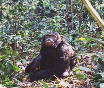 4 Days Gorillas & Chimps Kalinzu