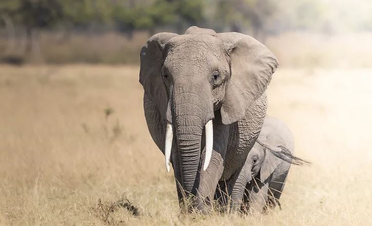 Best of Tanzania Photo Safari