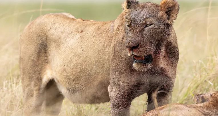 Best of Maasai Mara Photo Safari