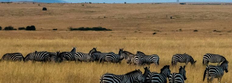 5-Day Luxury Unveiled Tanzania's Premier Safari