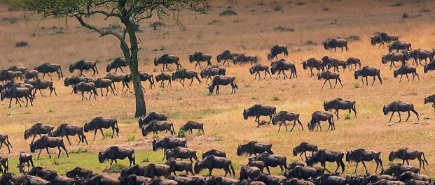 8-Day Serengeti Wildebeests Migration Tour