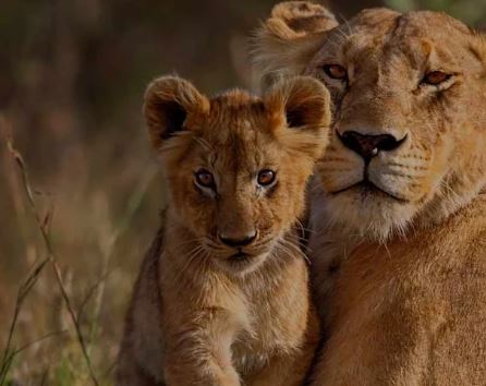 Big Five Safari Tanzania