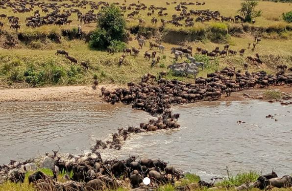 Great Migration Mara River