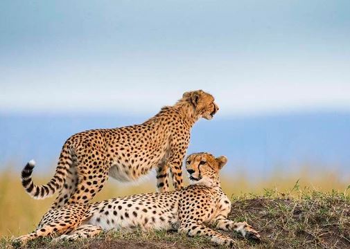 Tanzania Luxury Big Five Safari