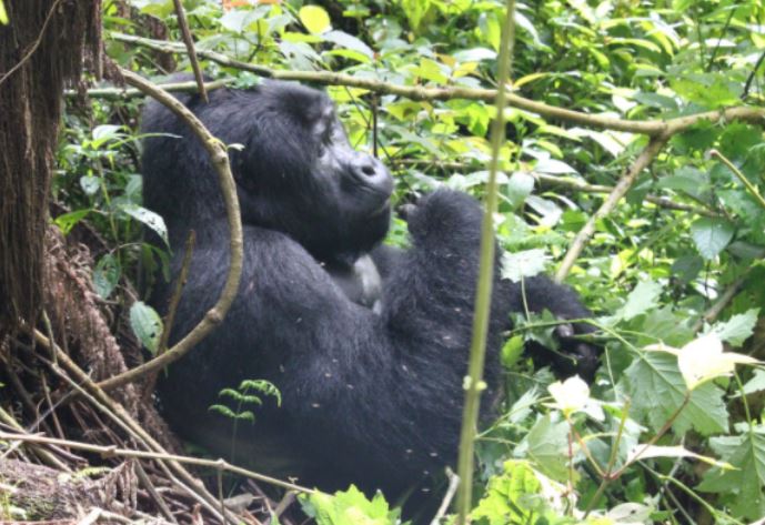 3 Days Uganda Gorilla Safari From Kigali