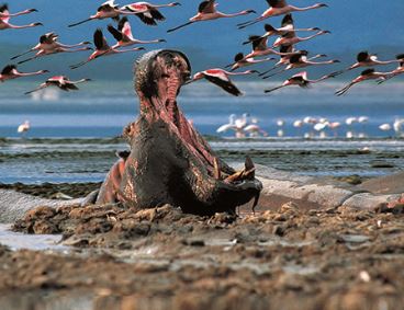 5 Days 4 Nights Lake Nakuru Bogoria Lake Naivasha Masai Mara