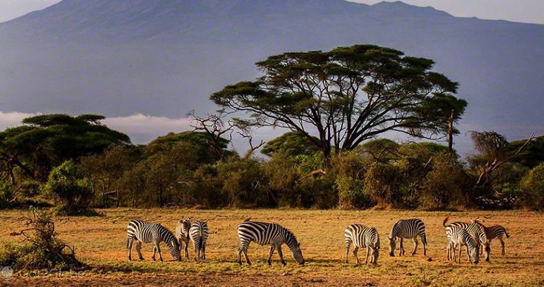 2 Days 1 Night Amboseli Safari Package