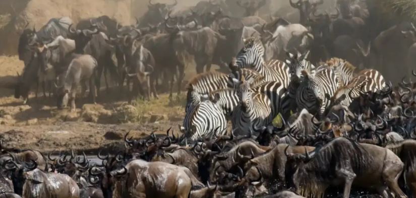 Serengeti Wildebeest Migration Safari