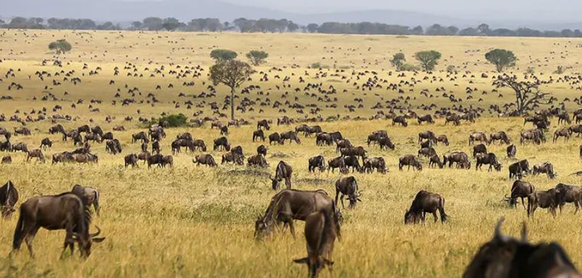 A Taste Of Tanzania – 5 Days Budget Safaris