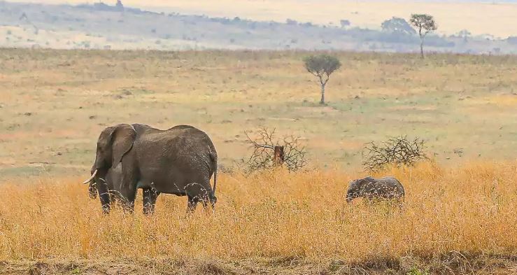 The Serengeti Trail And Tarangire 6 Days Budget Safari