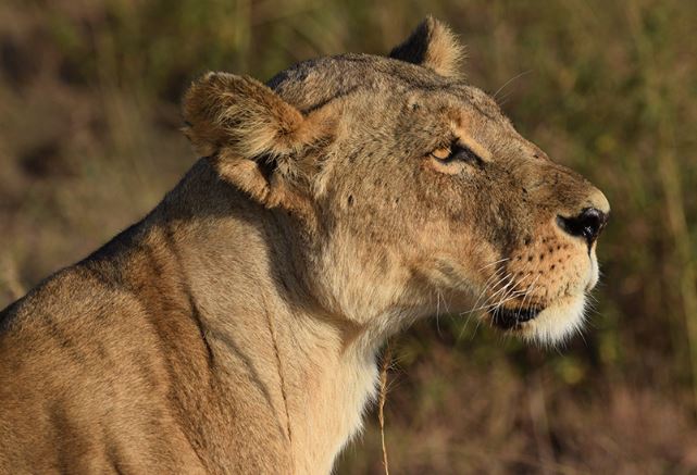 4 Days Masai Mara Express