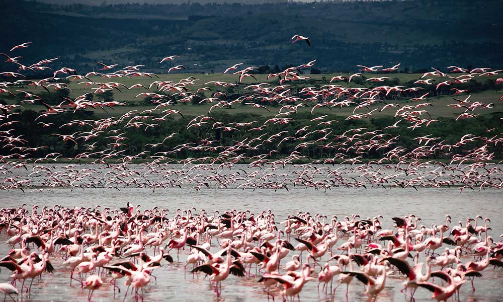 6 day Serengeti Fly In/Out Safari