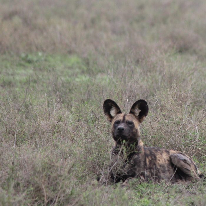 Northern Circuit Safari