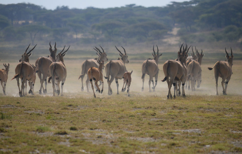 Mara River Crossing & More Fly Safari