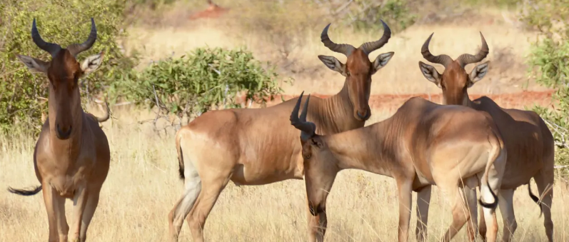 3 Days Tsavo East and West Safari