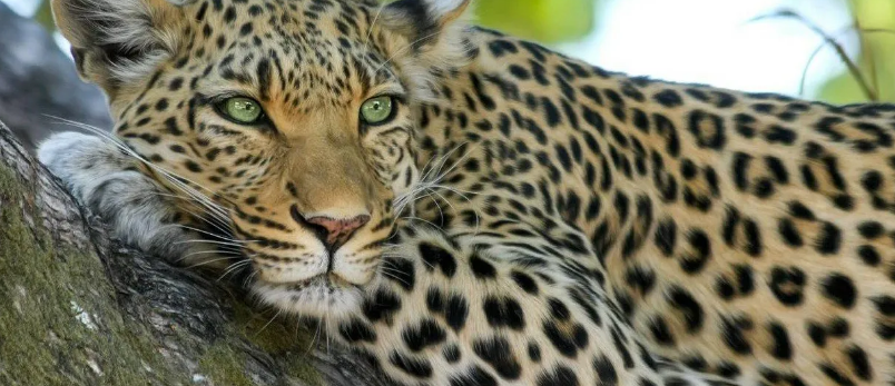 4 Days Tsavo East, Tsavo West and Amboseli Safari