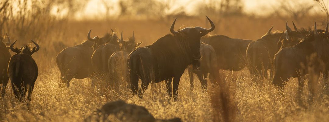 5 Days Majestic Serengeti Wildebeest Migration