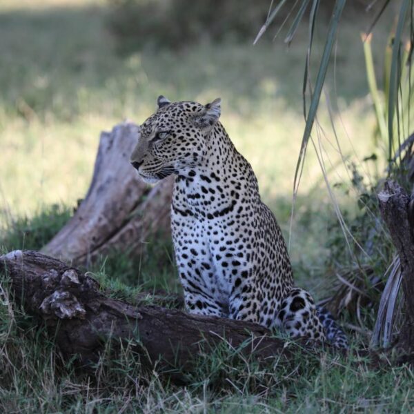 6 Days Highlight Of Magical Kenya Bush Safari