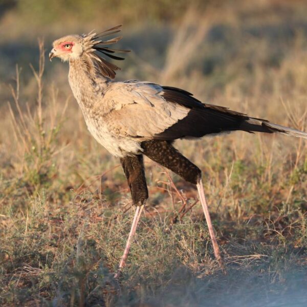 4 Days Masai Mara & Lake Nakuru Private Safari