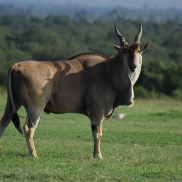 5 Days Kenyan Safari Escapade