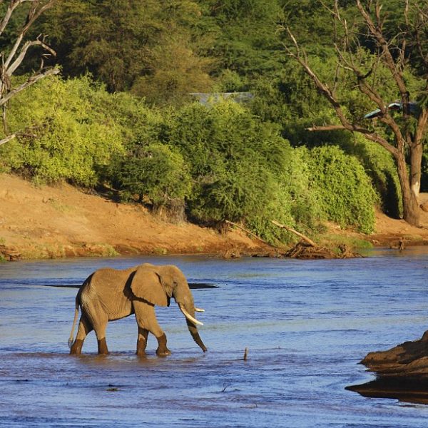 4 Days Amboseli, Tsavo West, Tsavo East Safari