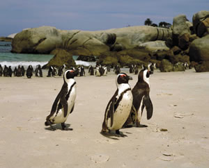 Cape of Good Hope, ​Cape Point, Penguin Colony, Seal Island Boat Trip - 8hrs