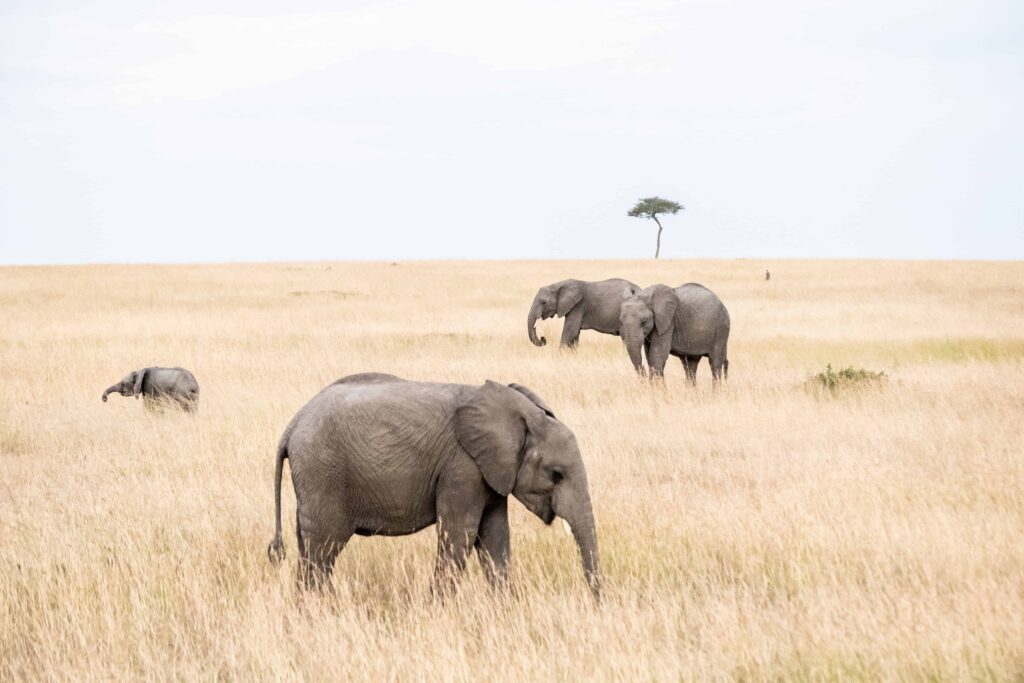 7 Days Wilds of Tanzania Private Camping Safari
