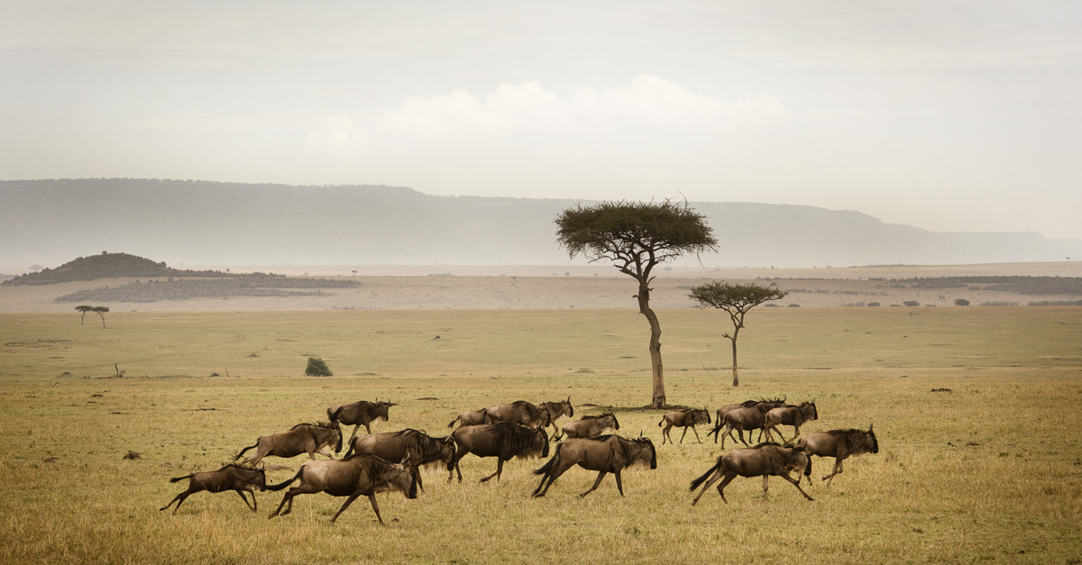 5 Days Comfort Safari Experience