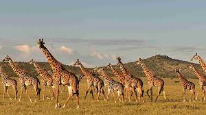 5 Days Tanzania Group & Camping Safari
