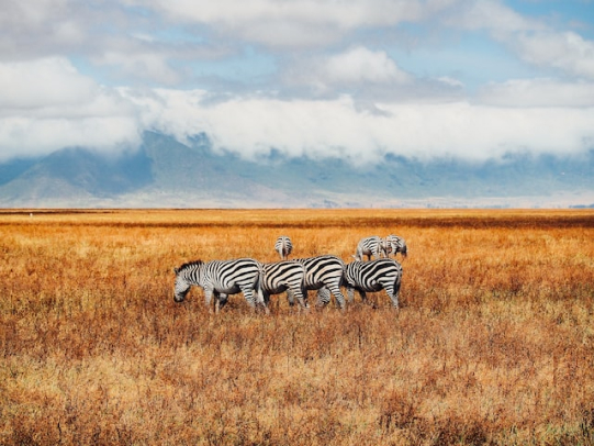 10 Days, 9 Nights Kenya Safaris
