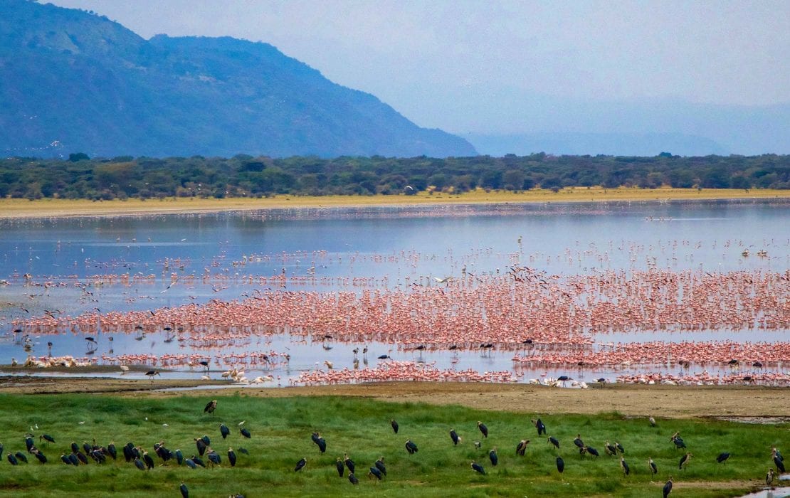 5 Days Comfort Safari Experience
