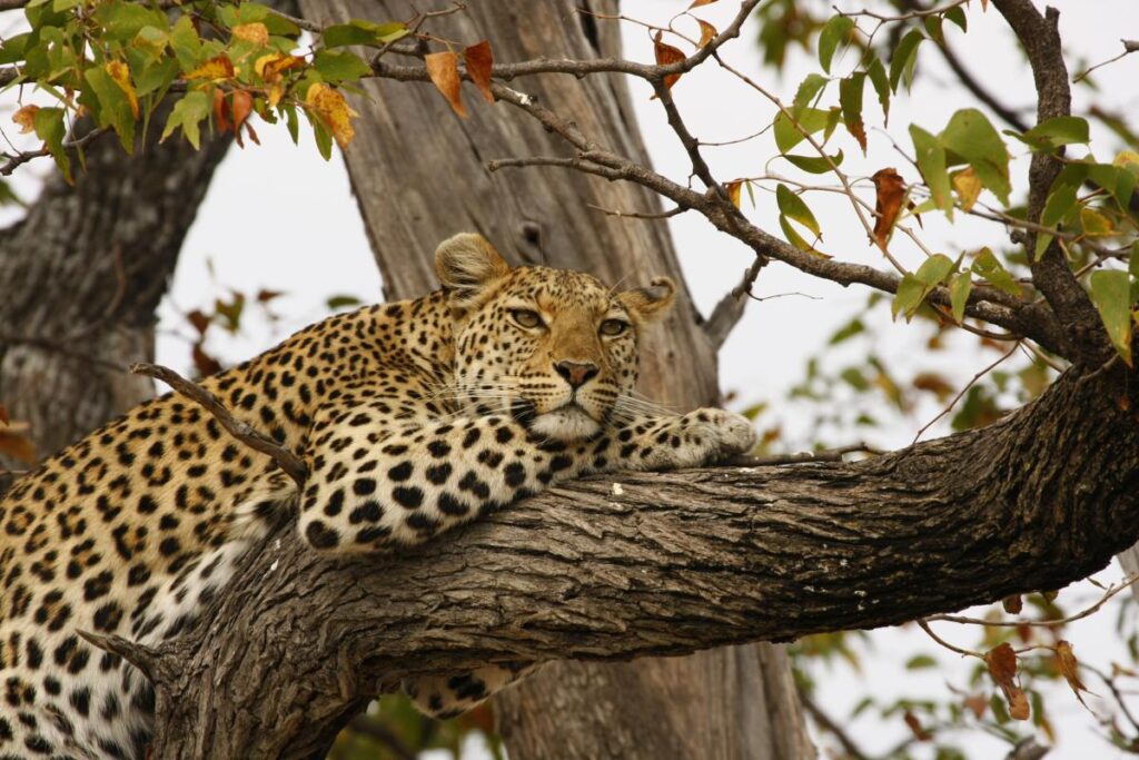 6 Days Good Value Year Round Big Cats Camping Safari