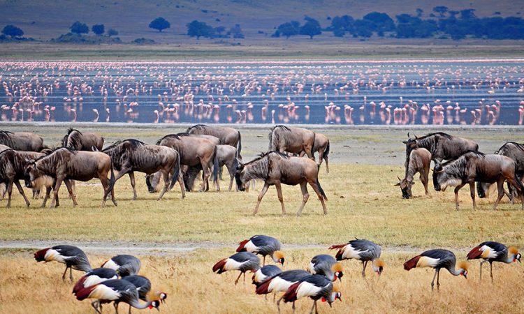 9 Days Safari to Lake Ndutu, Serengeti & Ngorongoro Crater