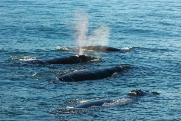 Whale Watching at Hermanus - 8hrs