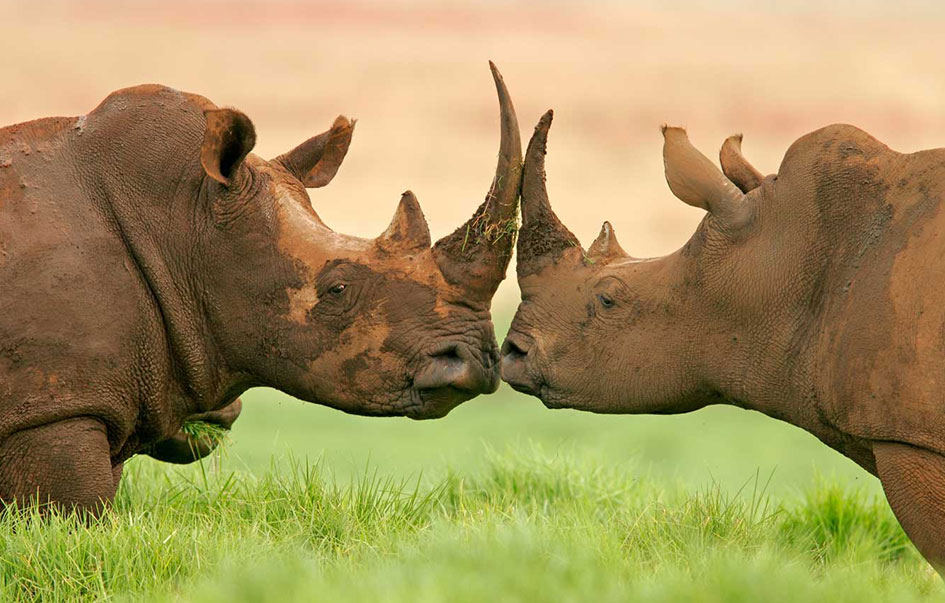 Best of Northern Tanzania - 7 Days