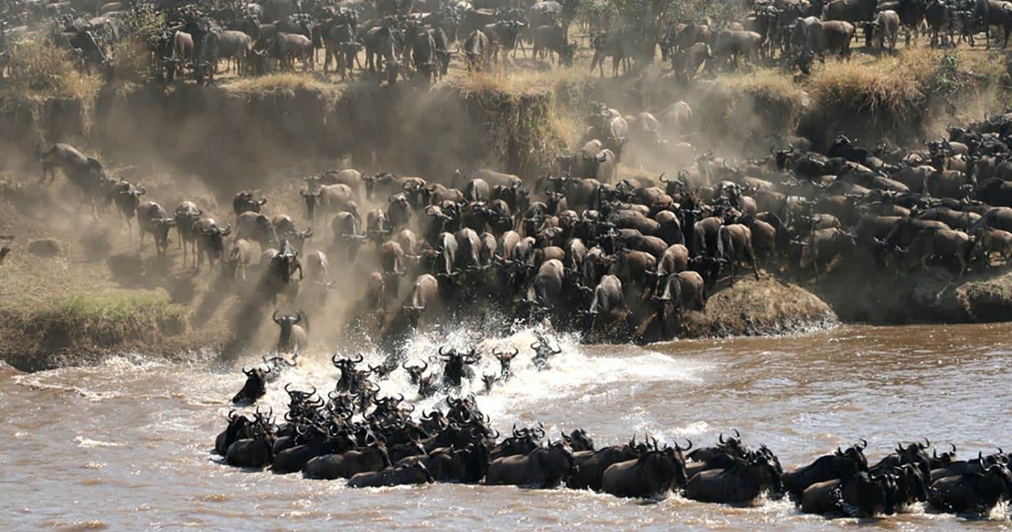 8 Days Serengeti Migration Safari