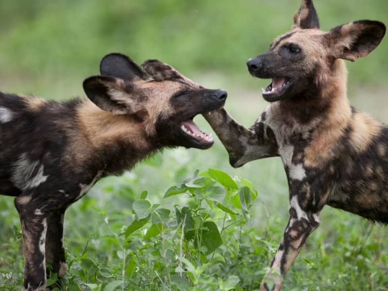 Lake Manyara, Ngorongoro Crater & Tarangire