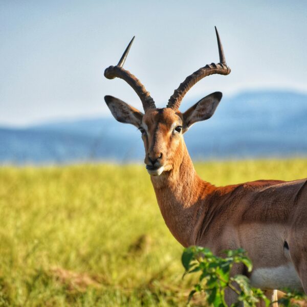 3 Days Aberdare & Ol Pejeta Conservancy