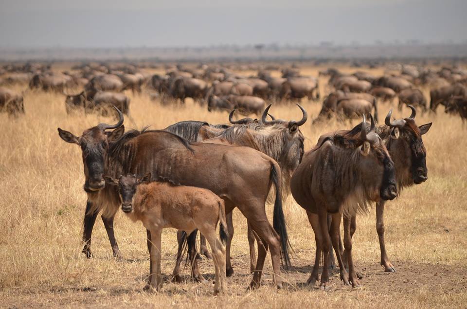 6 Days The Great Wildebeest Migration – Calving Season Ndutu and Ngorongoro Crater