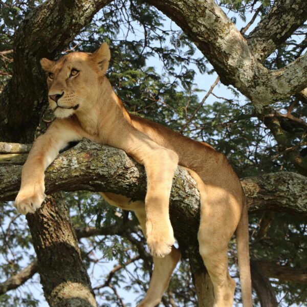 3 Days, 2 Nights Masai Mara Game Reserve