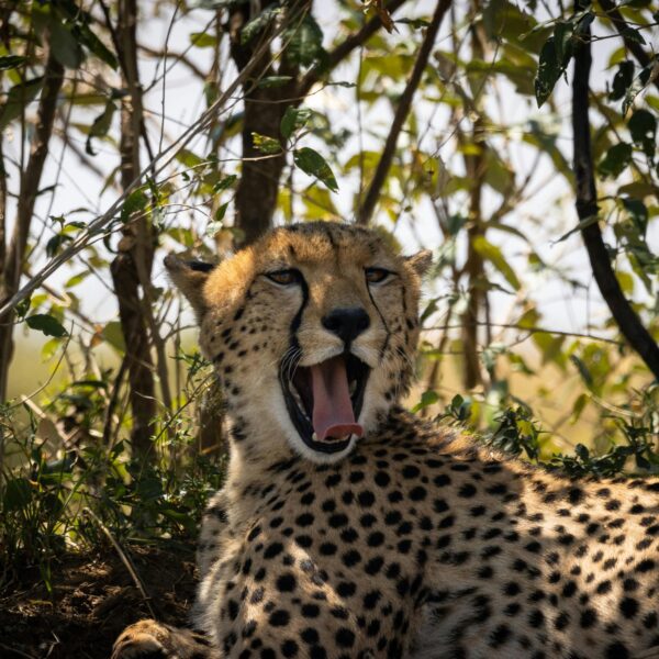 5 Days 4 Nights Lakes & Masai Mara Safari