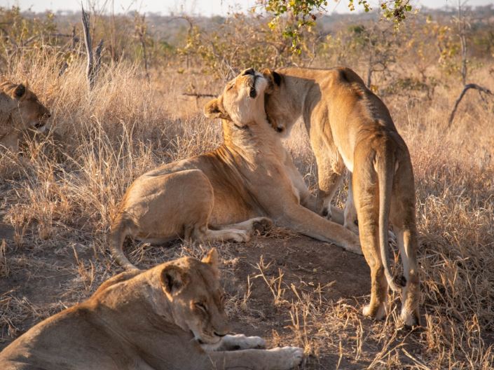 5 Day Kruger Park & Sabi Sand Semi-Exclusive Safari