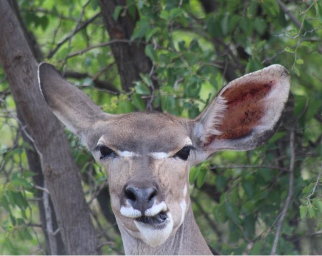 4 Day Luxury Pilanesberg Safari